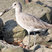 Willet